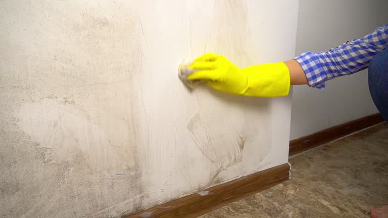 Best Mold Damage Restoration  in Mulvane, KS